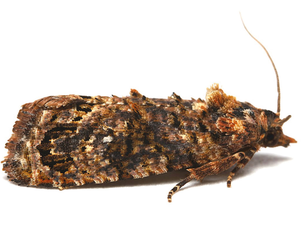 False Codling Moth