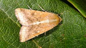Helicoverpa armigera