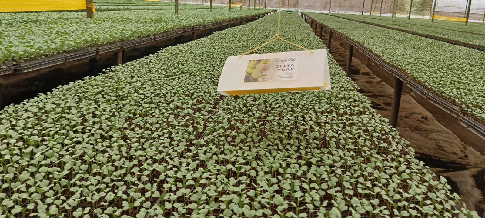 Pheromone traps in avocado orchard