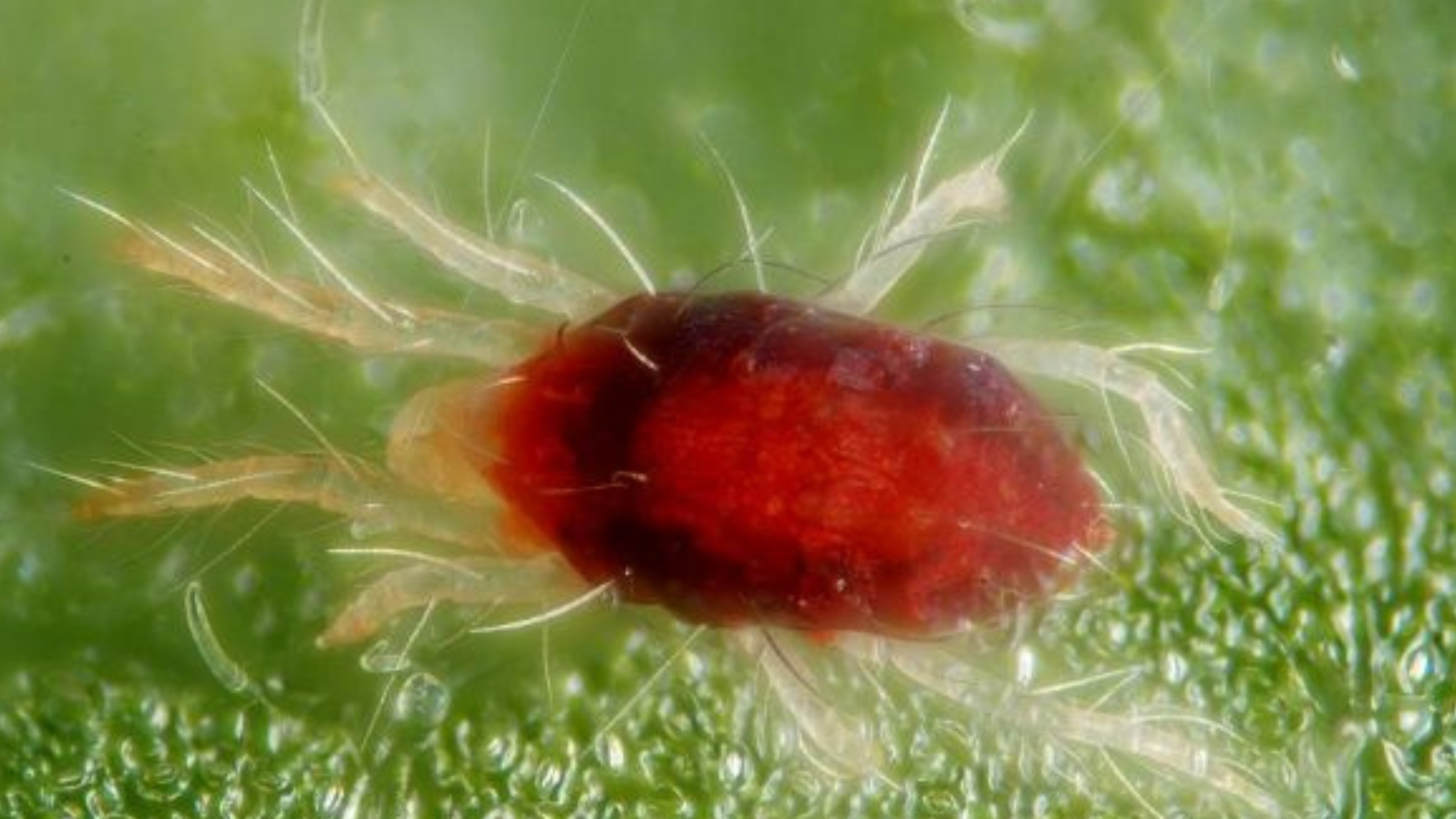 Beauveria bioinsecticide application