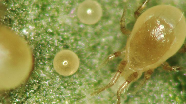 Predatory mites in greenhouse